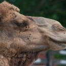 camel head source image